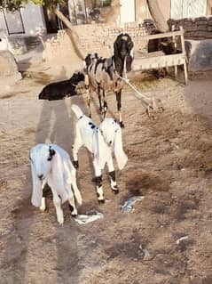 Goat with two babies