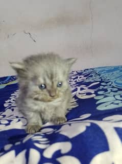 Percian Kitten For Sale Blue eyes Triple Coat 03198109155
