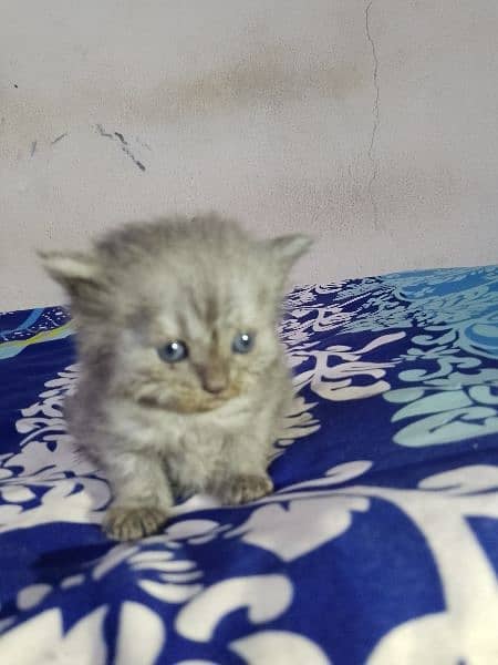 Percian Kitten For Sale Blue eyes Triple Coat 03198109155 0