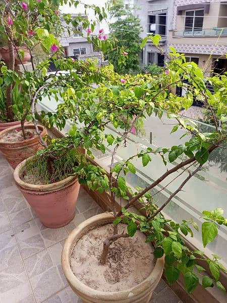Home garden plants for sale 0