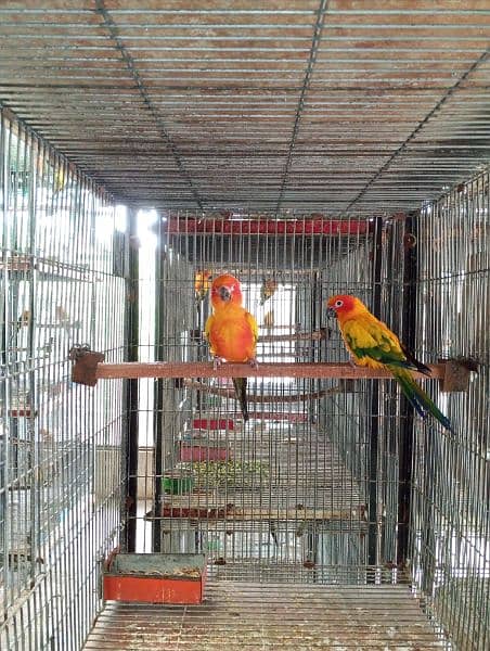 Sun conure 0