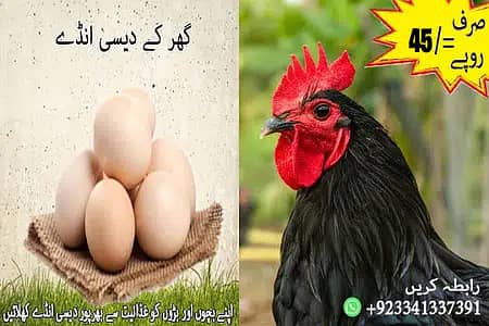 Desi Eggs available! Discount on minimum 5 dozen eggs! 0
