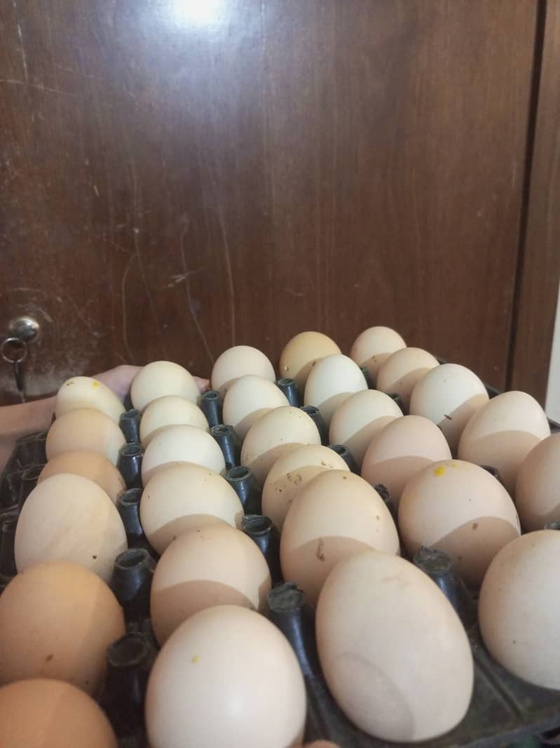 Desi Eggs available! Discount on minimum 5 dozen eggs! 1