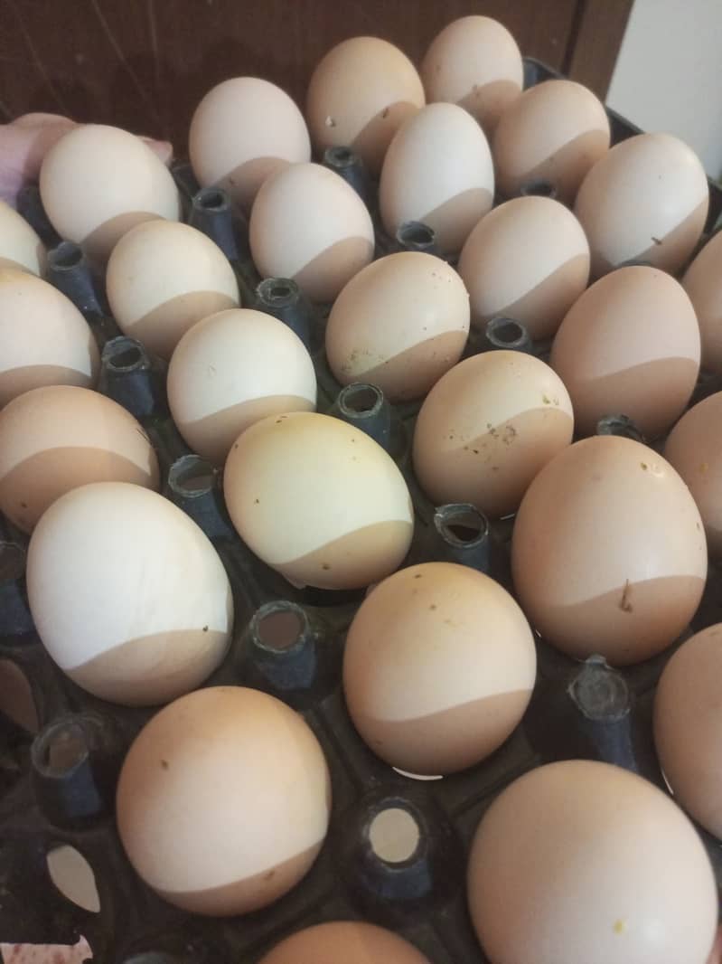 Desi Eggs available! Discount on minimum 5 dozen eggs! 2