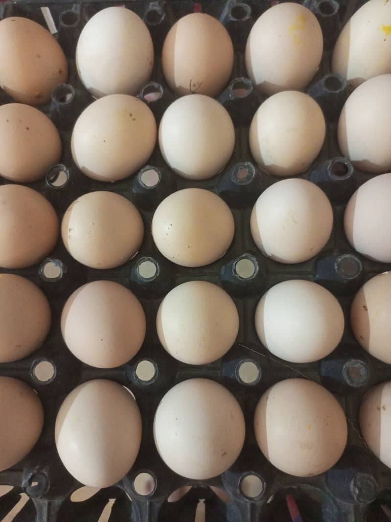 Desi Eggs available! Discount on minimum 5 dozen eggs! 3
