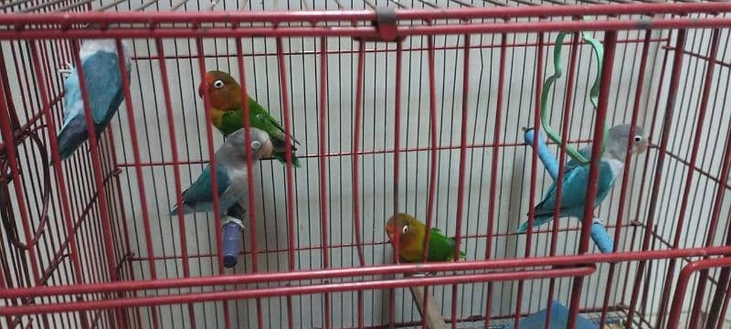 Love Birds Green fisher and blue fisher and femal blue fisher ino 4