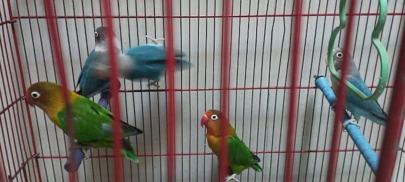 Love Birds Green fisher and blue fisher and femal blue fisher ino 9