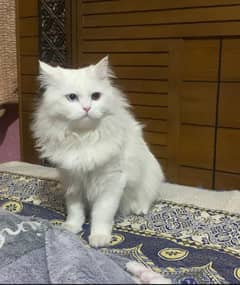 Persian Male Cat ( ODD EYE )