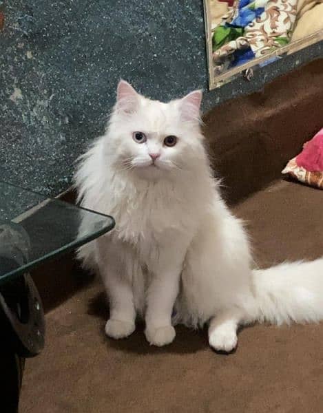 Persian Male Cat ( ODD EYE ) 1