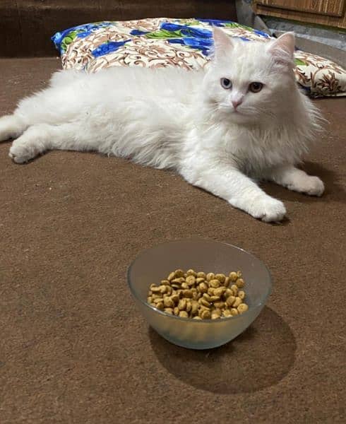 Persian Male Cat ( ODD EYE ) 4
