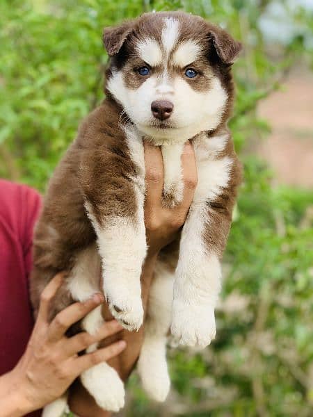 Husky Puppies 1