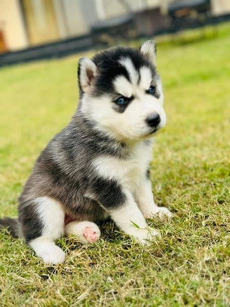 Husky Puppies 5