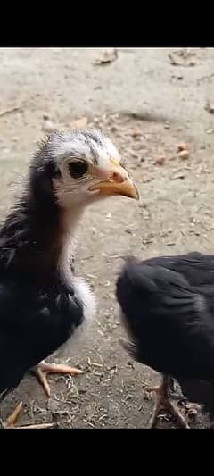 Black heavy cotchin chicks