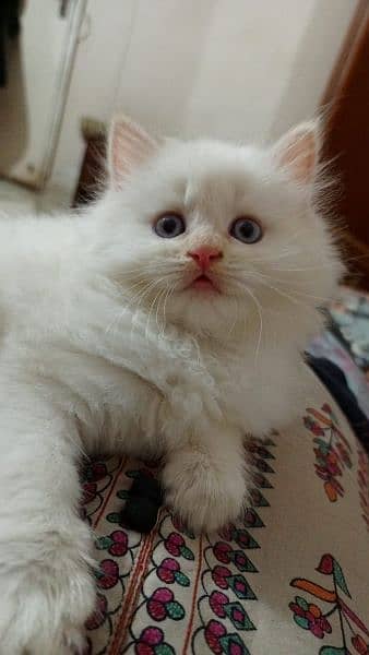 Persian, Siamese, Ragdoll Kittens. 1