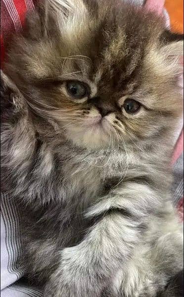Persian, Siamese, Ragdoll Kittens. 6