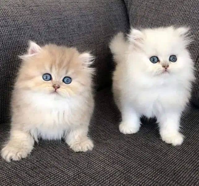 Persian, Siamese, Ragdoll Kittens. 7