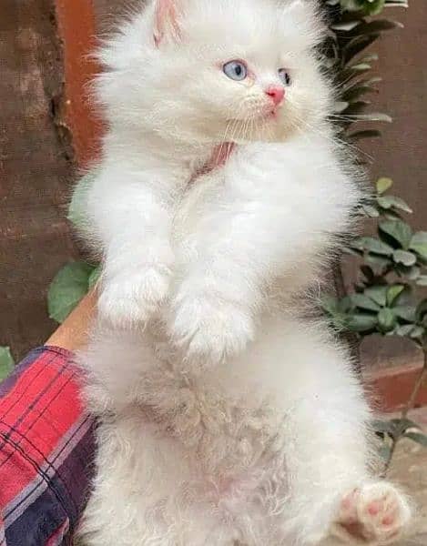 Persian, Siamese, Ragdoll Kittens. 11