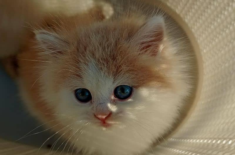 Persian, Siamese, Ragdoll Kittens. 15