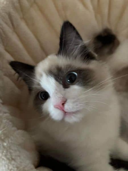 Persian, Siamese, Ragdoll Kittens. 17