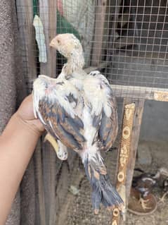 Quality Aseel chicks(3 months) for sale in Lahore