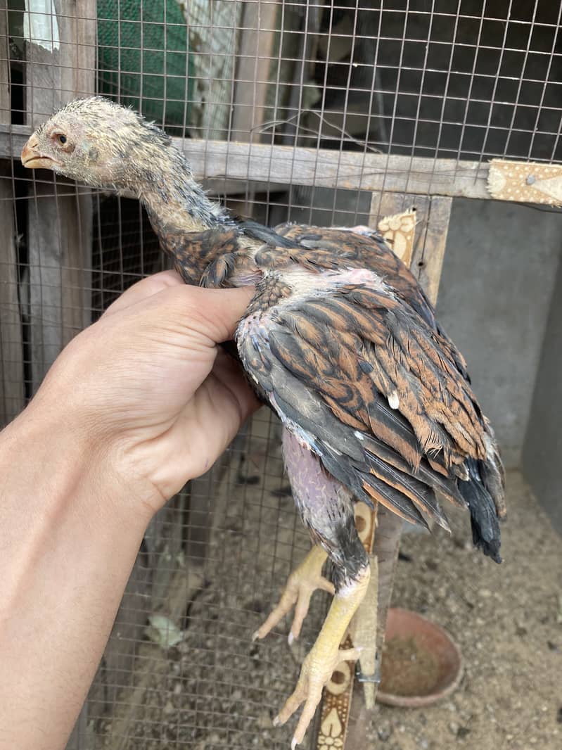Quality Sindhi Aseel chicks(3 months) for sale in Lahore 1