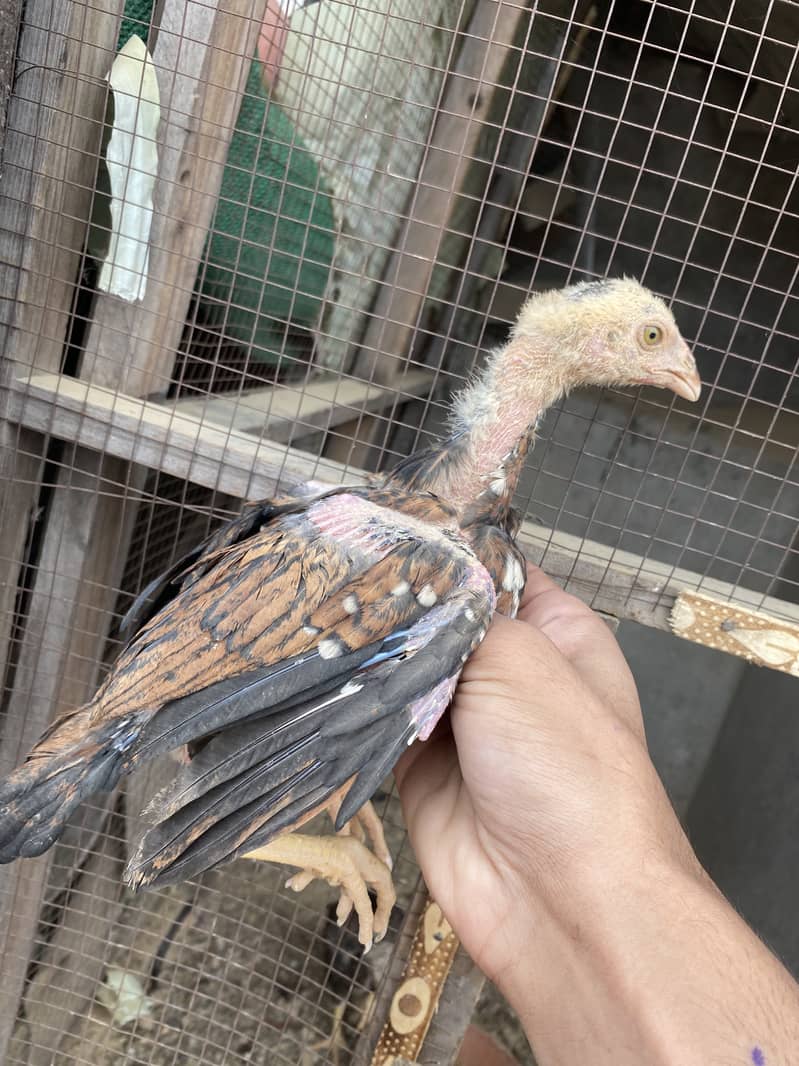 Quality Sindhi Aseel chicks(3 months) for sale in Lahore 3