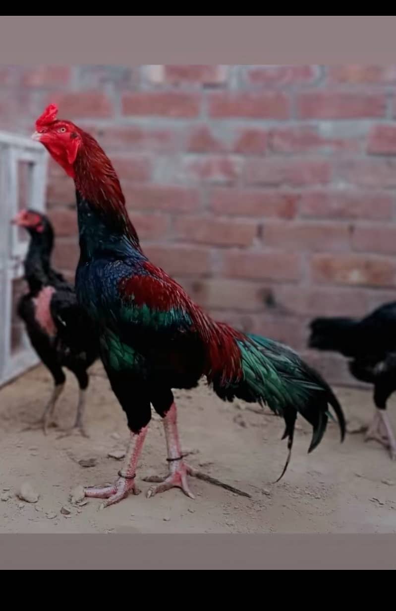 Quality Sindhi Aseel chicks(3 months) for sale in Lahore 5