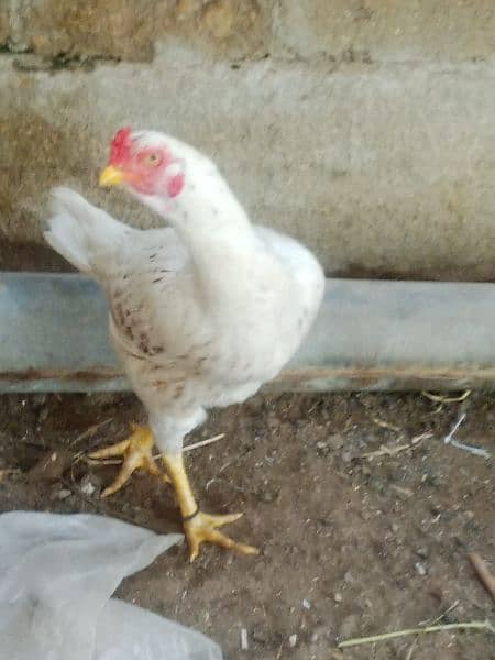 aseel hen for sell 4