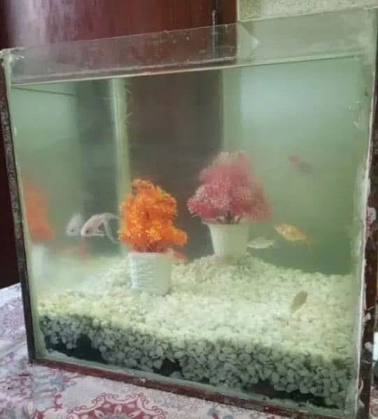 Fish Aquarium 0