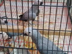 grey parrots chicks 0