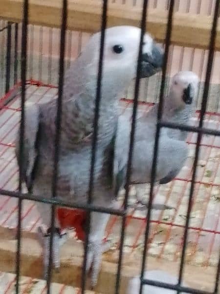 grey parrots chicks 2