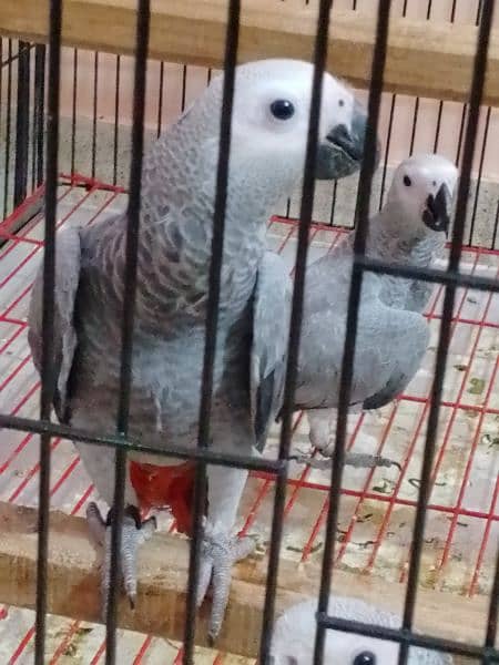 grey parrots chicks 3