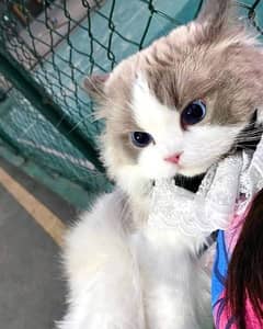 Ragdoll, Persian, Siamese Kittens.