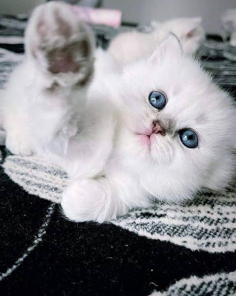 Ragdoll, Persian, Siamese Kittens. 1