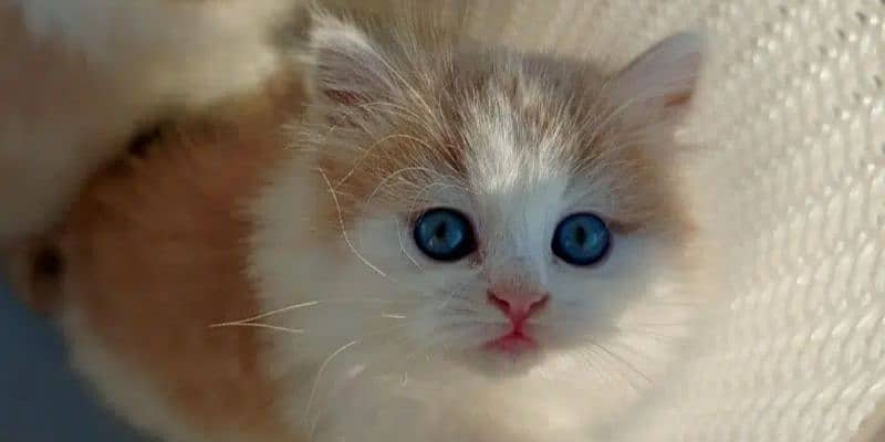 Ragdoll, Persian, Siamese Kittens. 4