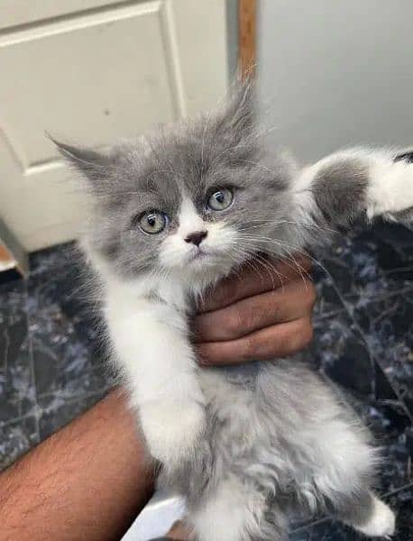 Ragdoll, Persian, Siamese Kittens. 5