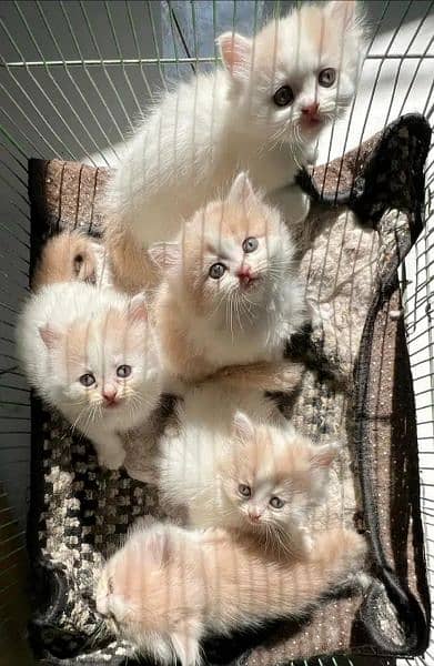 Ragdoll, Persian, Siamese Kittens. 6