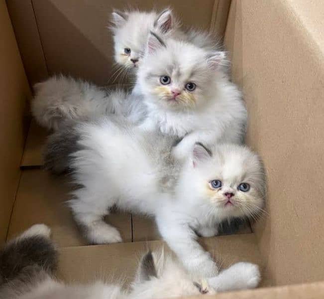 Ragdoll, Persian, Siamese Kittens. 8