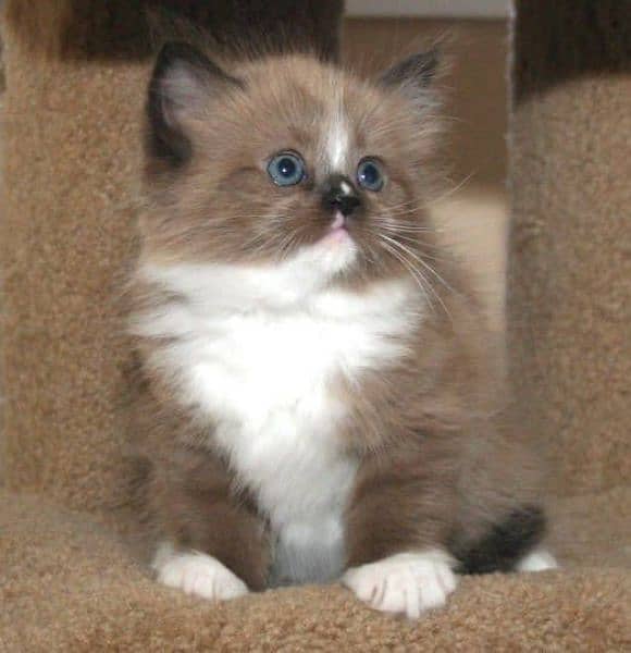 Ragdoll, Persian, Siamese Kittens. 9