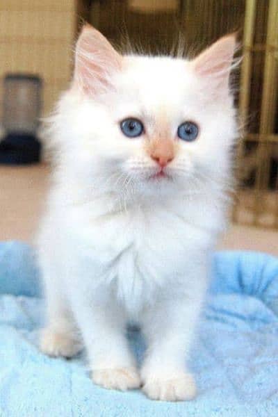 Ragdoll, Persian, Siamese Kittens. 10