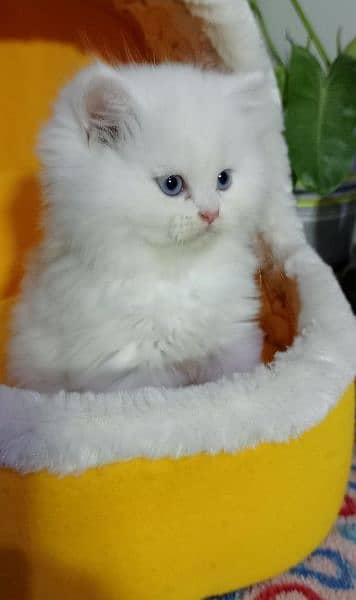 Ragdoll, Persian, Siamese Kittens. 11
