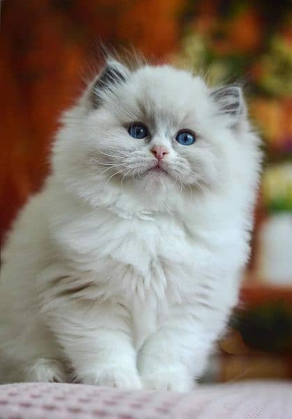 Ragdoll, Persian, Siamese Kittens. 12