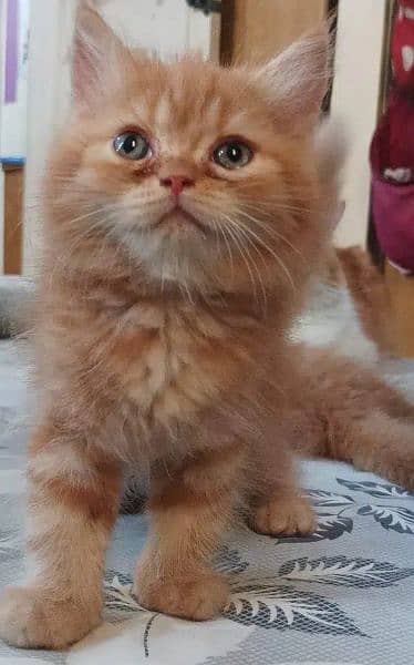 Ragdoll, Persian, Siamese Kittens. 13