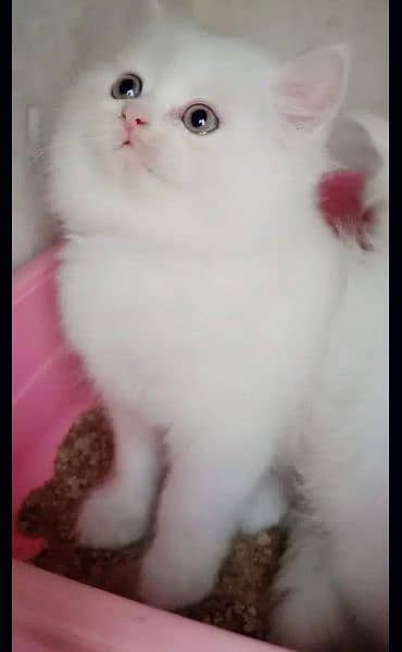 Ragdoll, Persian, Siamese Kittens. 14