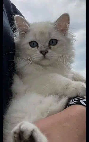 Ragdoll, Persian, Siamese Kittens. 16