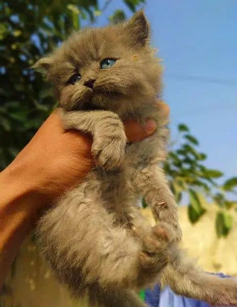 Ragdoll, Persian, Siamese Kittens. 17