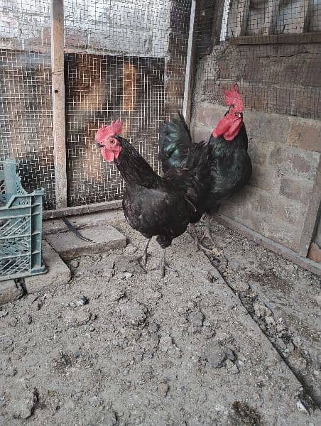 austrolop pair for sale daily egg layin pair 0