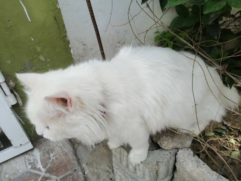 white Persian cat with Golden eyes doll face 3