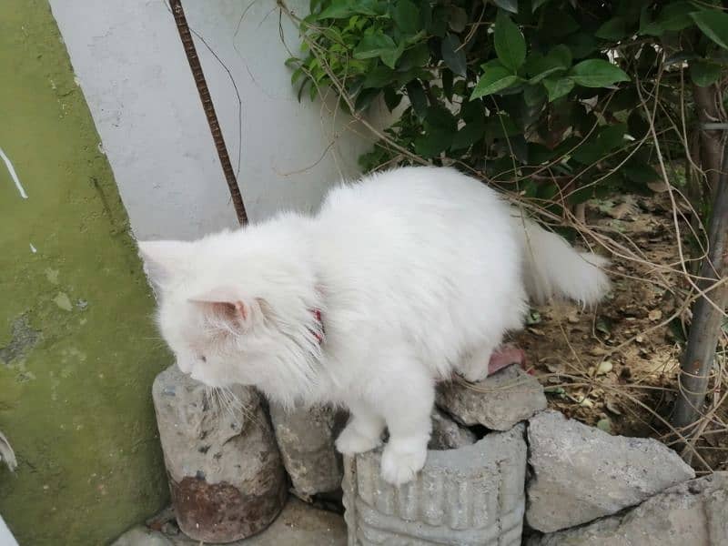 white Persian cat with Golden eyes doll face 4