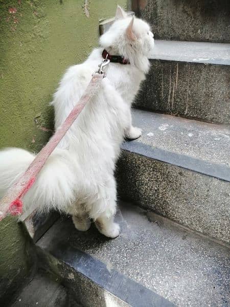 white Persian cat with Golden eyes doll face 8